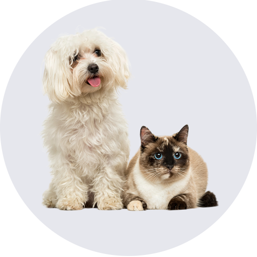 Mascotas